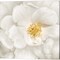 Neutral Rose by Ramona Murdock 14" x 14" Canvas Wall Art (Set of 2)